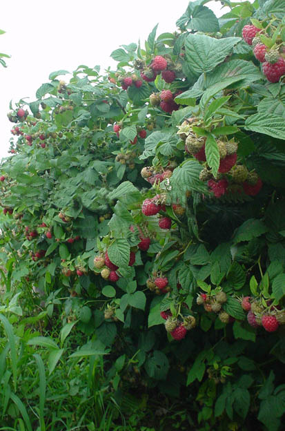 白山树莓基地