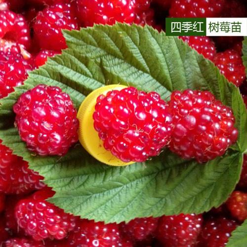 四季红树莓苗批发